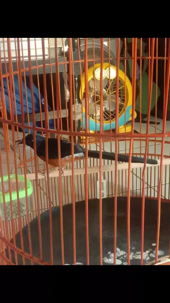 Jual burung murai medan Hutan