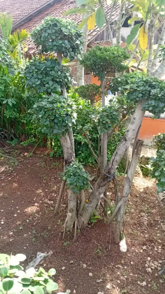 bonsay ringin dan tanamqn hias