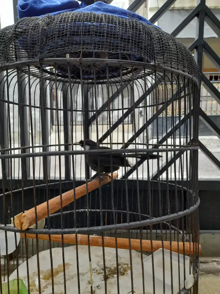 Burung Poksay Hongkong Fullset