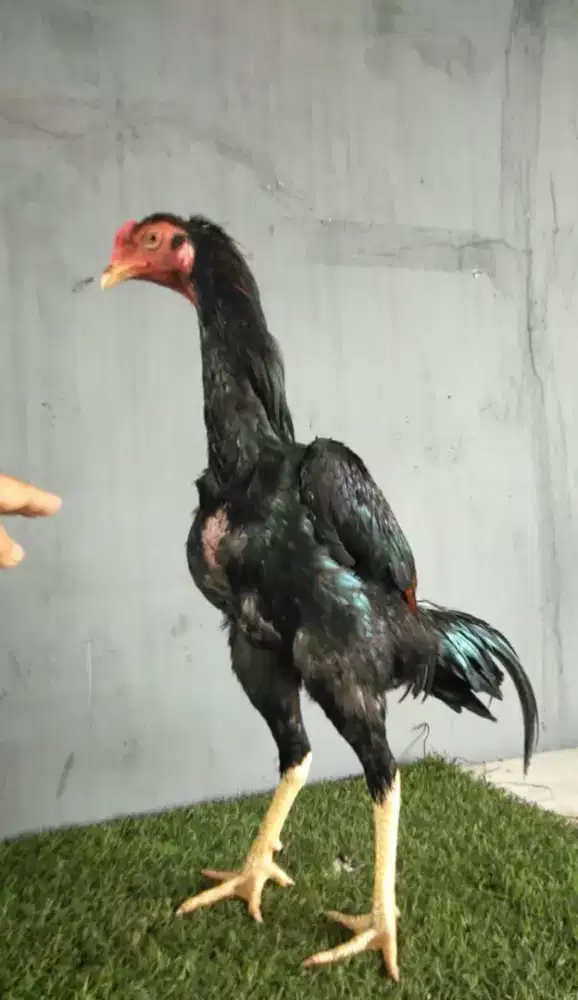 Ayam shamo jepang, pakhoy, bangkok, mangon