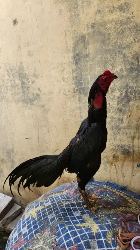Ayam Bangkok Ganoi