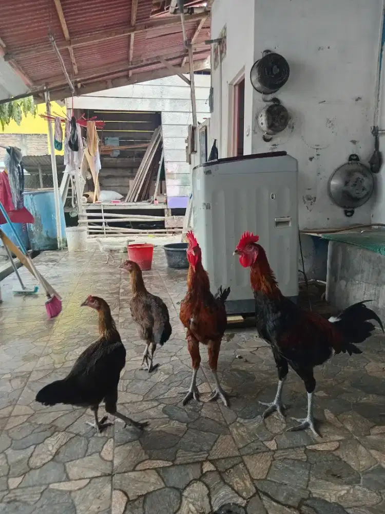 Ayam Pelung Remaja Usia 10 Bulan Sepasang Sudah Bisa Berkokok