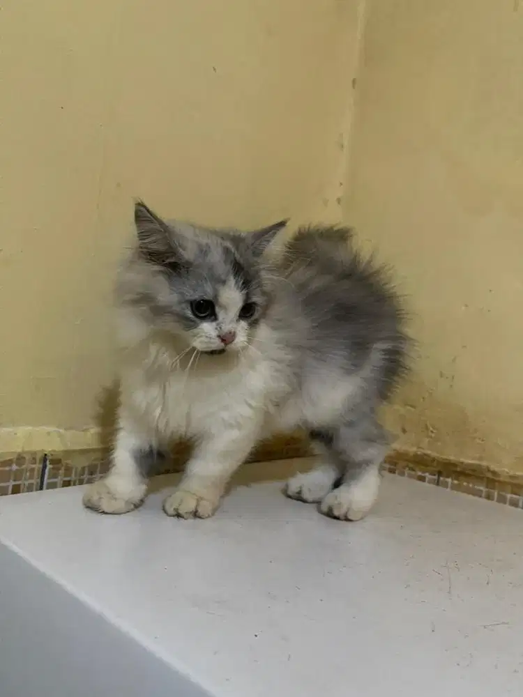 Yg serius mau ngerawat kucing kitten umur 3 bulan