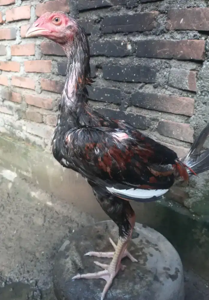 Jual ank ayam bangkok x pkhoy umur 3 bulan