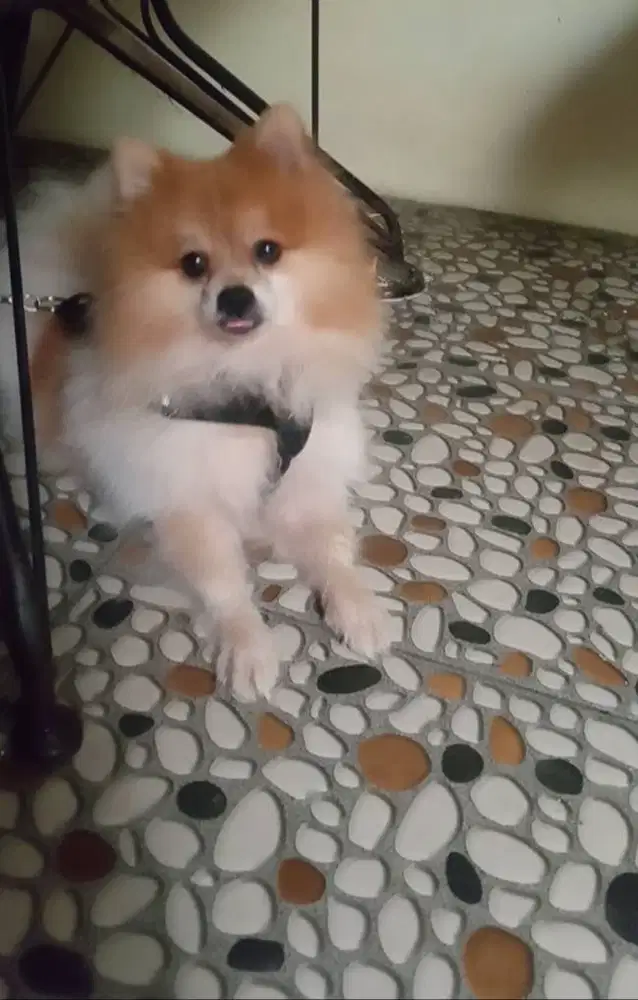 Jual anjing minipom jantan