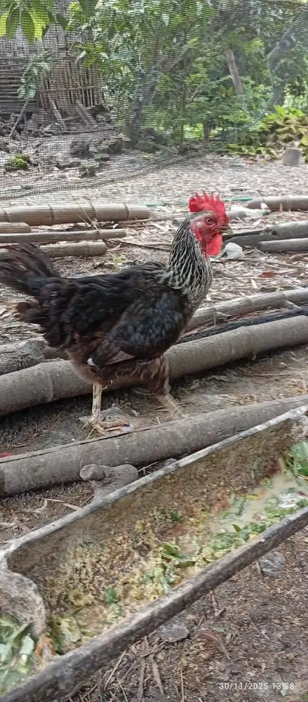 Ayam Gaok Asli, Babon Produktif