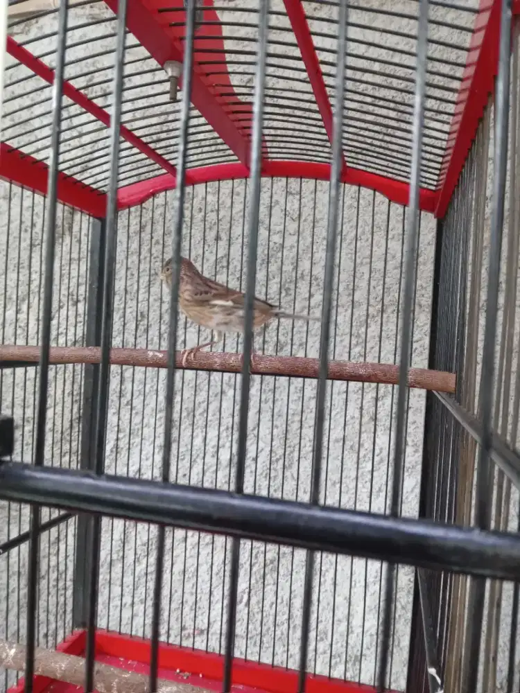 Kenari starblue jantan