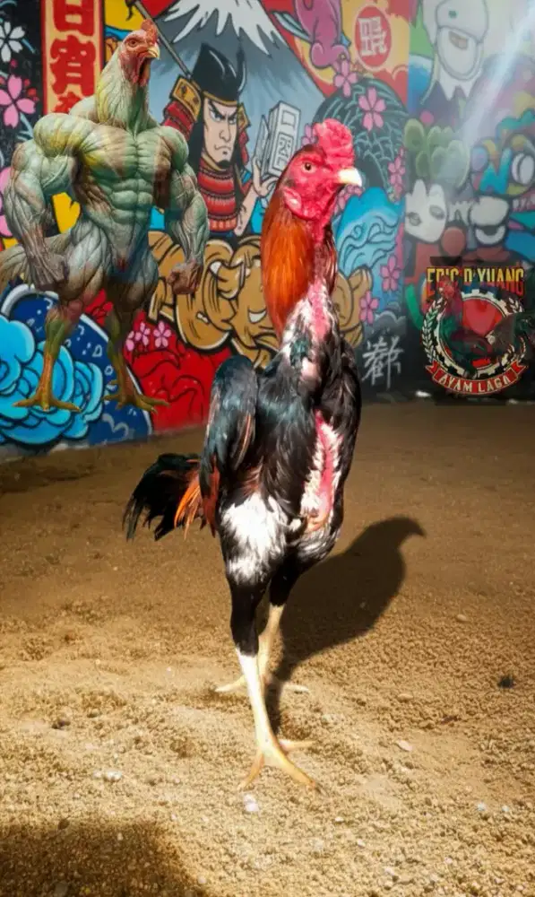 Ayam jago Shamo Jepang