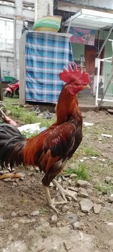 Ayam bangkok mangon jos