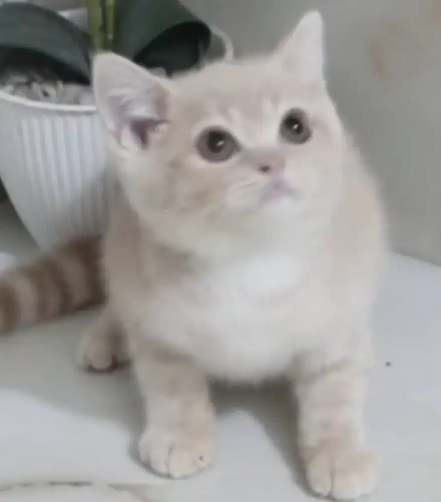 Kitten BSH jantan 3 bln