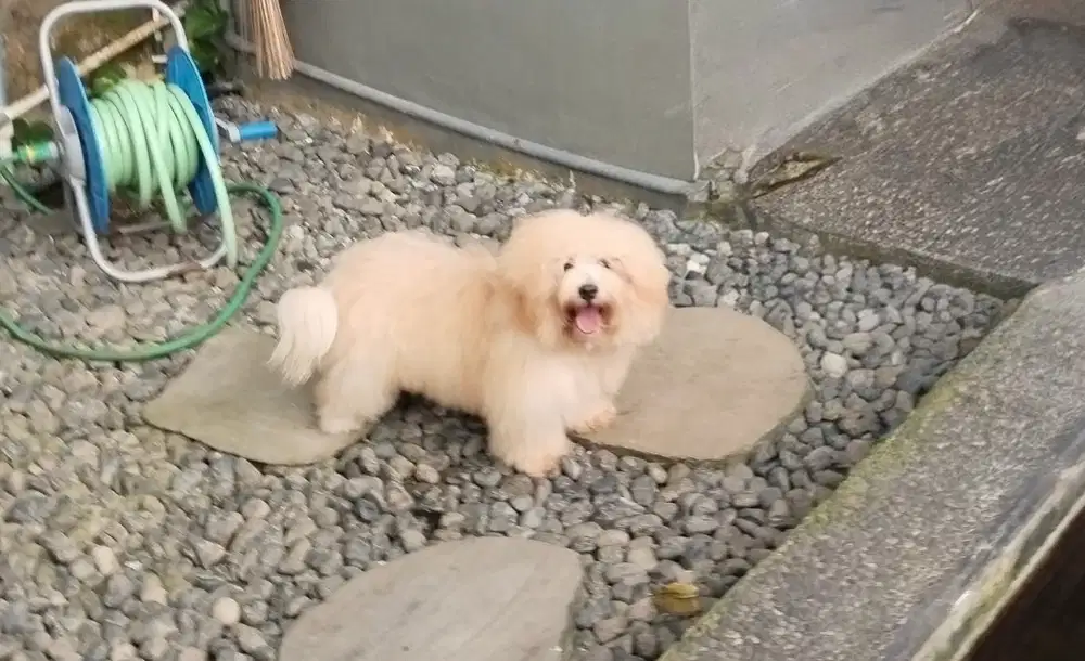 Shitzu sehat dan periang