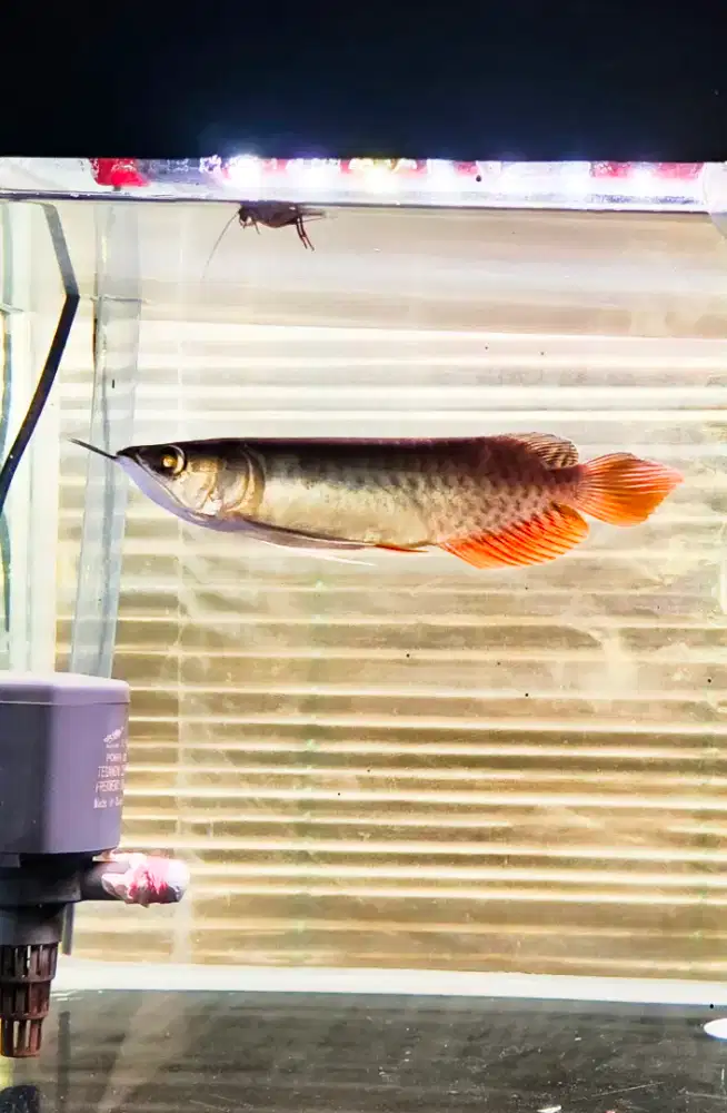 Arwana Golden Red 15-17cm