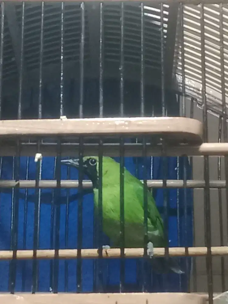 Isian burung murai batu