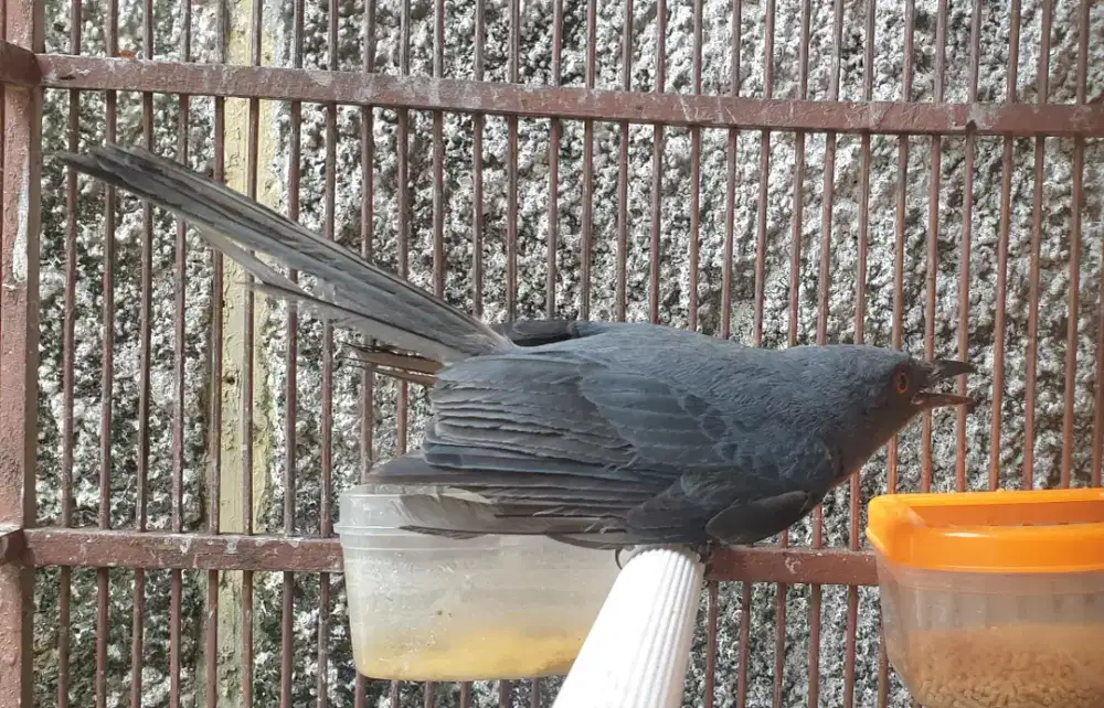 Sri gunting abu rajin ngepur kasar