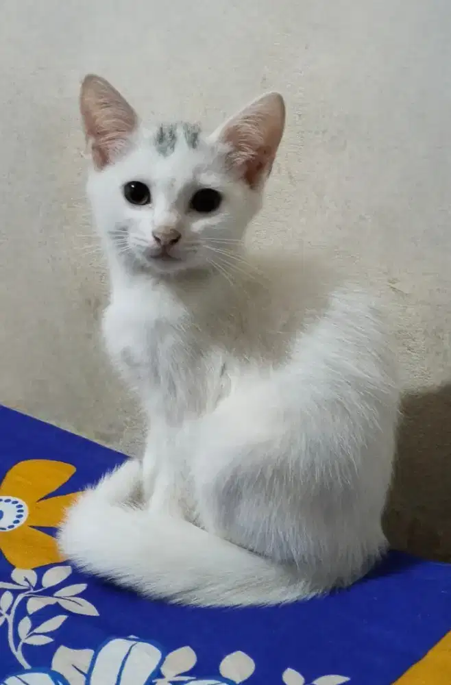 Kitten Khoa manee mix Anggoro