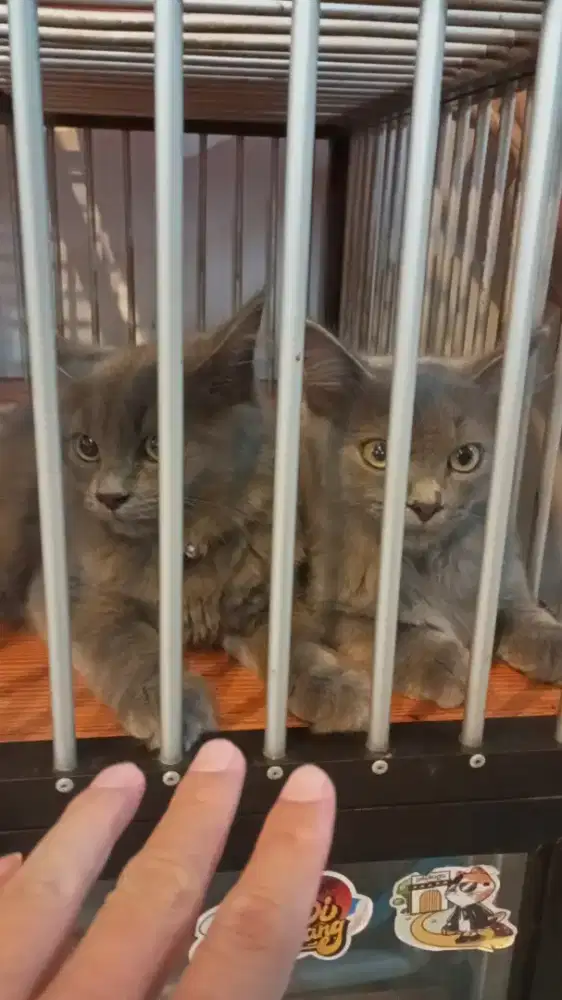 Sepasang BSH Mix Persia Bagus Murahhh