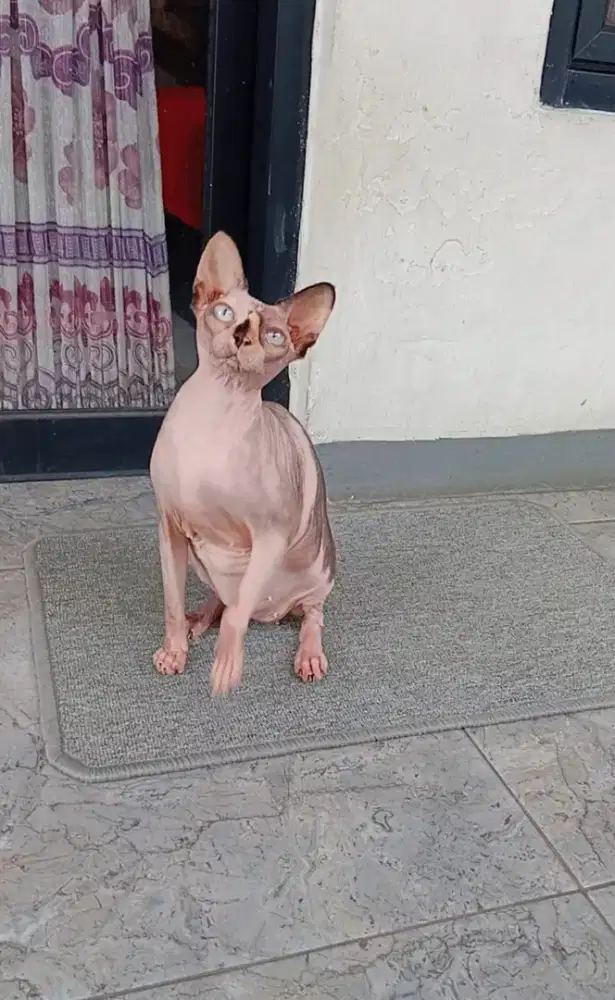 Kucing Sphynx betina manja aktif