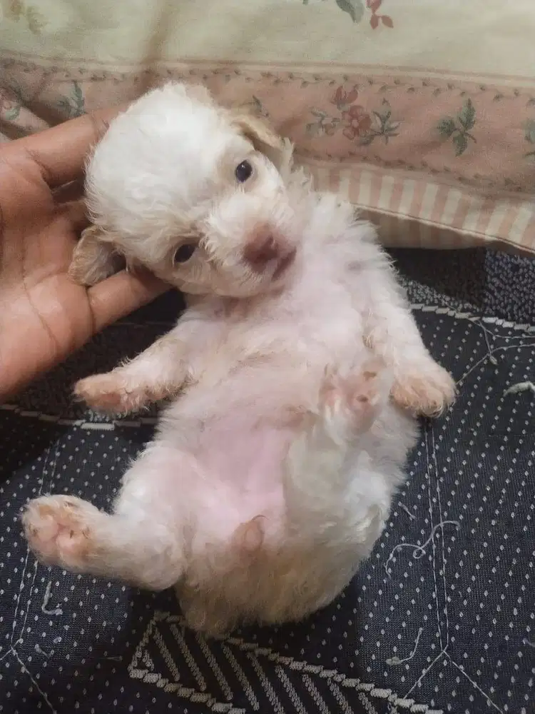 Jual puppy poodle party