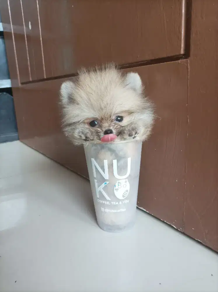Super minipom  puppies size teacup