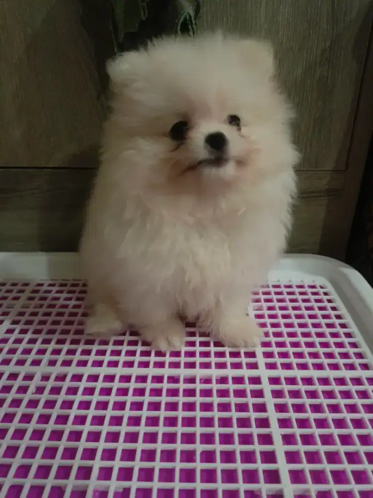 Jual Anjing Mini Pom (boleh nego)