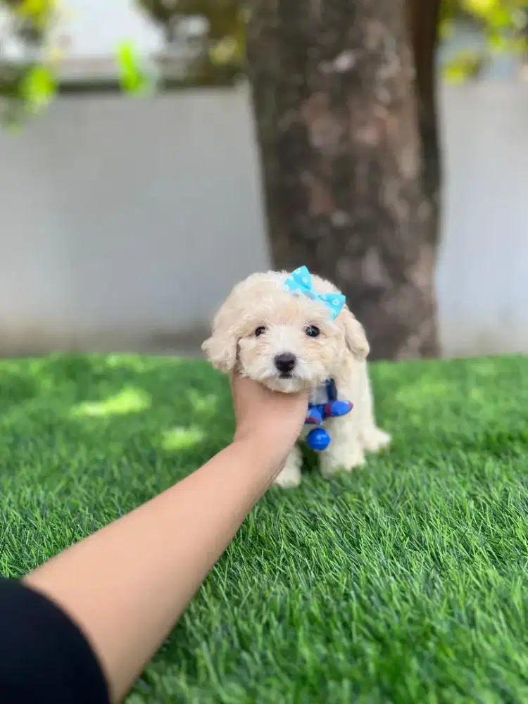 Poodle betina tea cup tiny