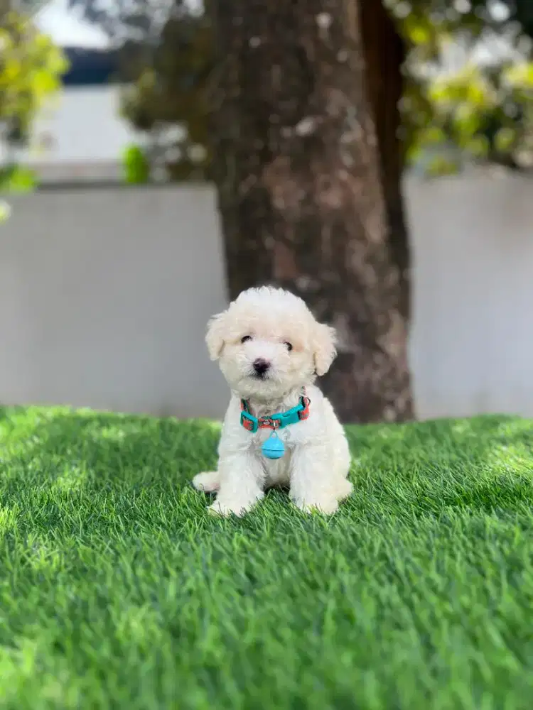 Poodle snow white tea cup