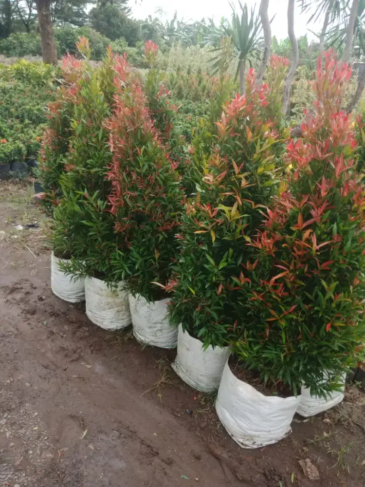 Tanaman hias pucuk merah 120cm