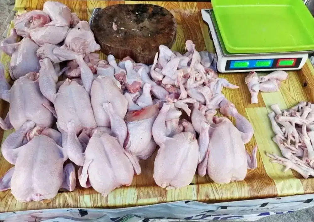 Ayam potong segar/fress baru