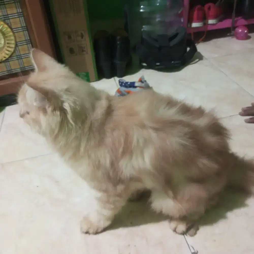 kucing Persia jantan dan betina