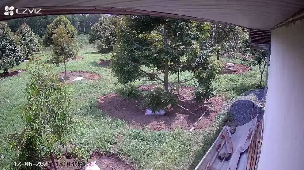 Dijual Tanah Perkarangan isi durian musangking