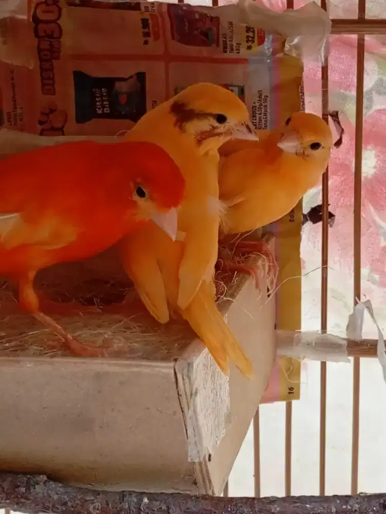 Di rad Dua ekor ank merlok  umur 1bln +