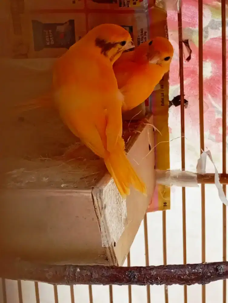 Di rad Dua ekor anak merlok  bgs sehat