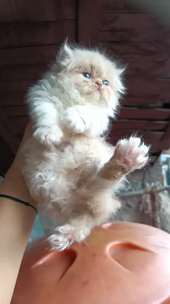 KUCING BETINA PERSIA PEAKNOSE & FLATNOSE