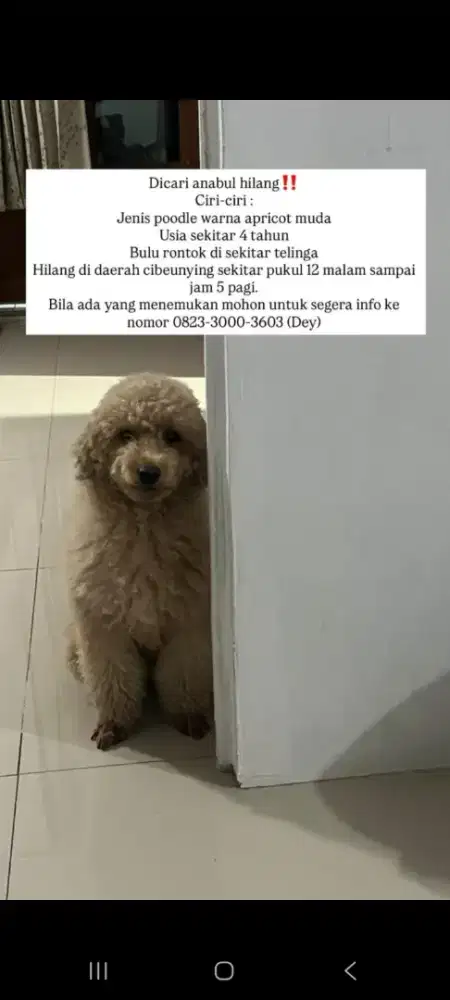 Anjing Poodle Hilang