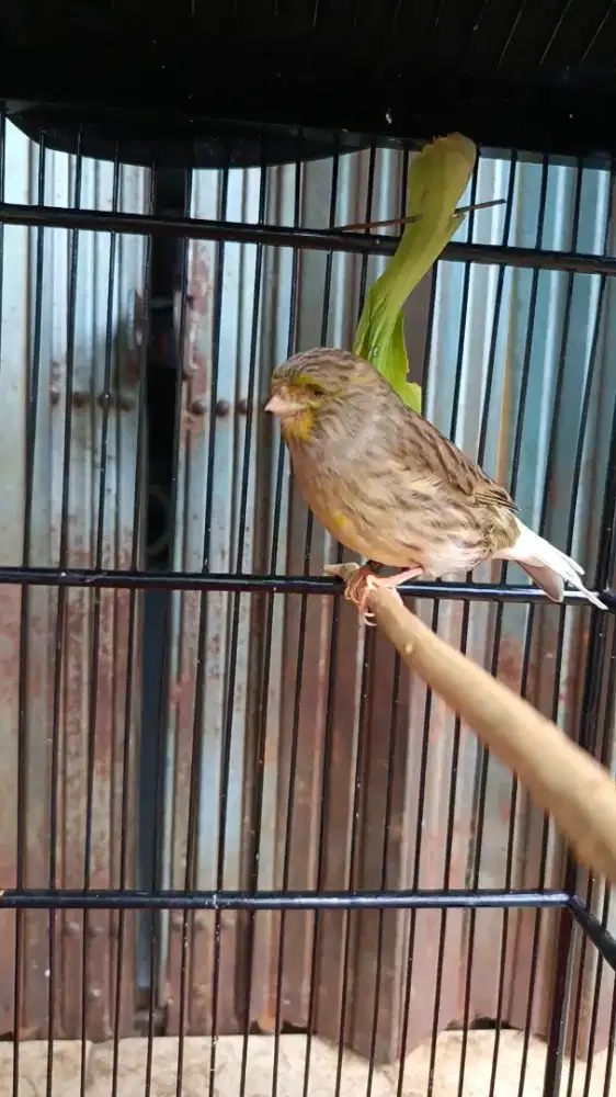 Kenari import Gloster