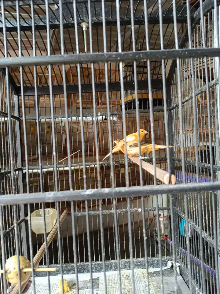 Kenari anak dan gacoran