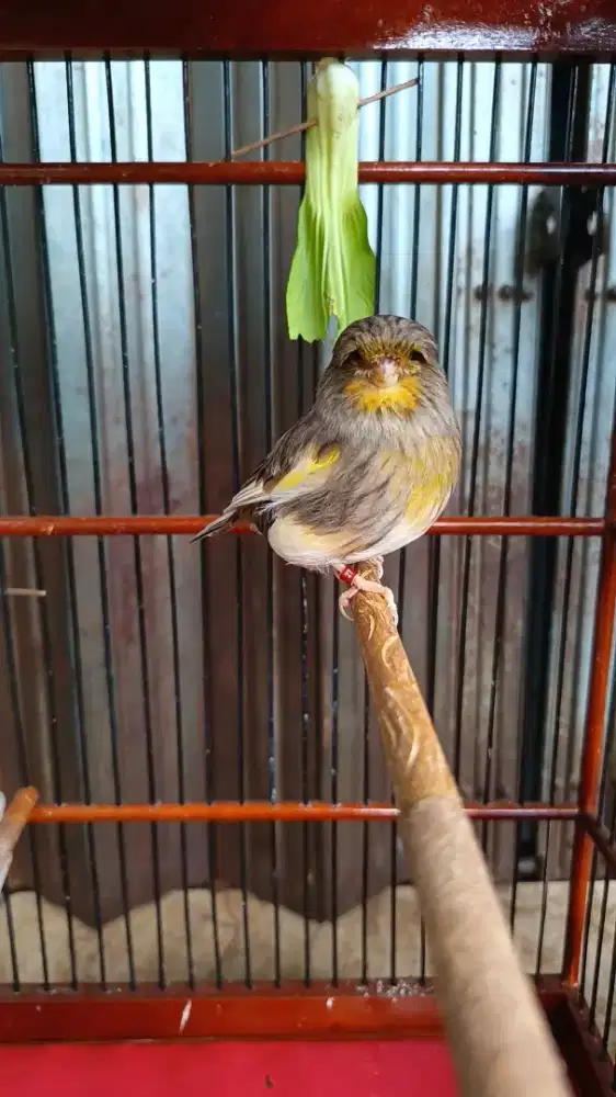 Kenari Gloster import