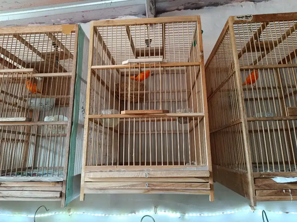 Betina merlok siapan perut bersih