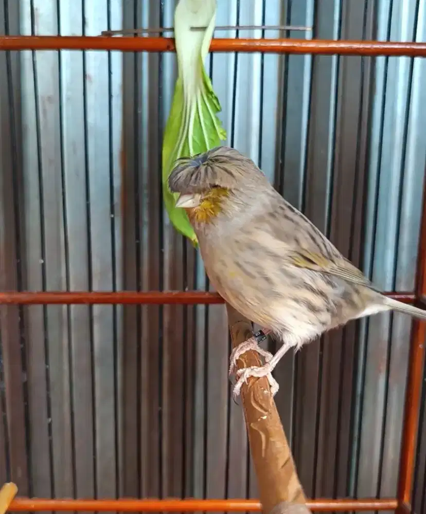 Kenari Gloster import