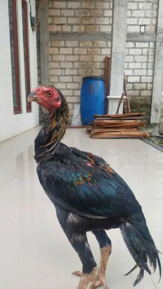 Ayam parot jantan