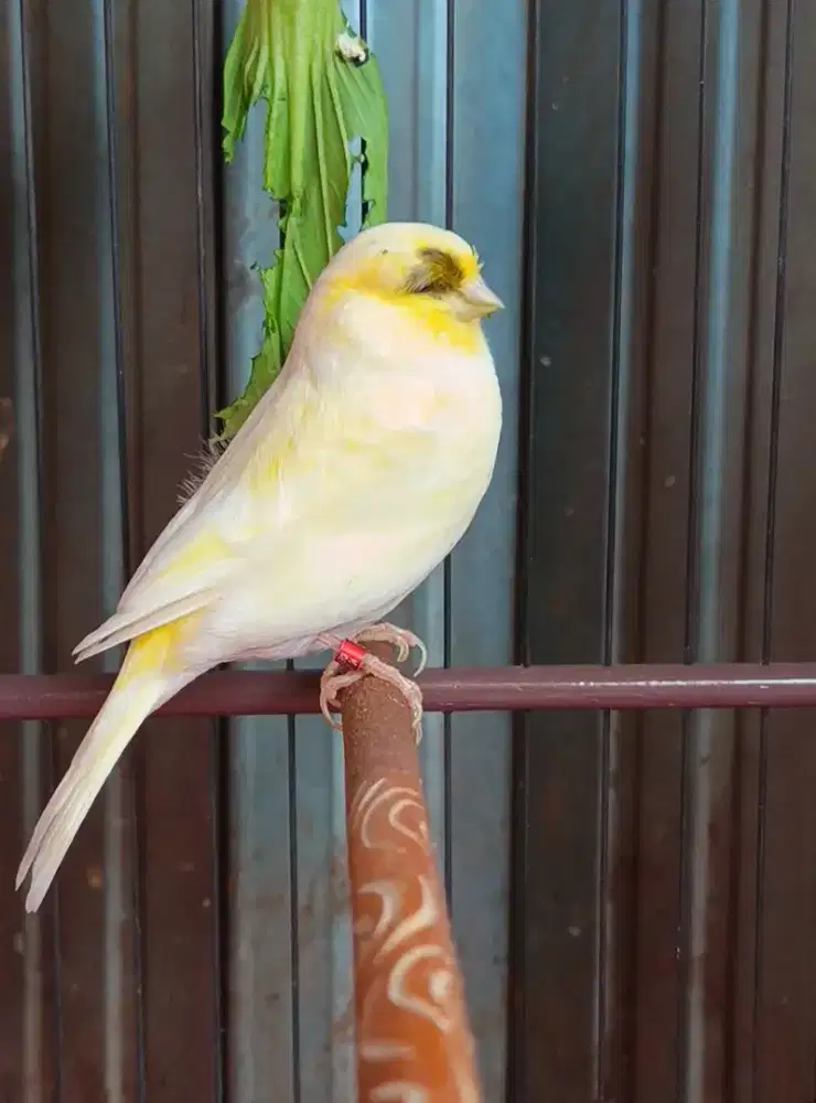 Kenari Gloster import