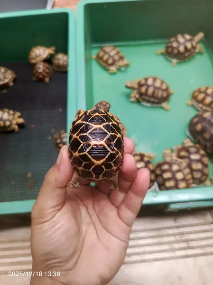 Kura kura indian star 5-6cm