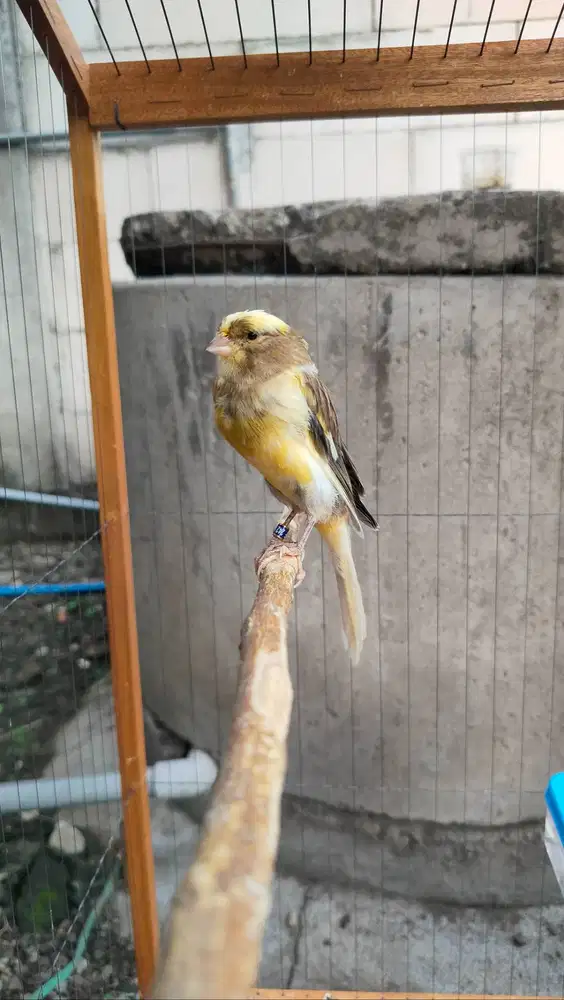 Kenari Yorkshire Lokal YSL Jantan Murah