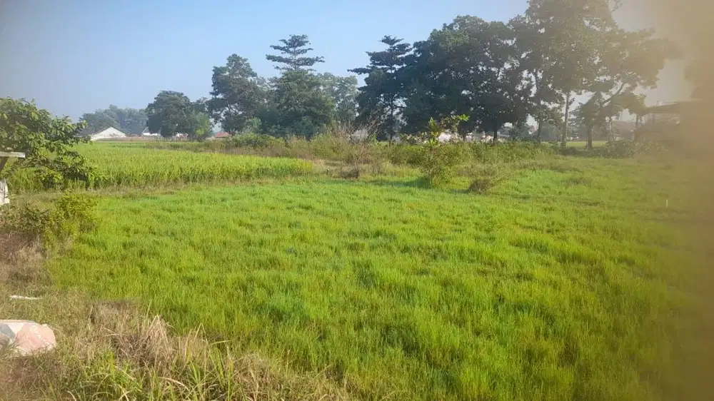 Tanah Kapling View Sawah, Akses Jalan, Udara Sejuk, Cocok Bangun Rumah