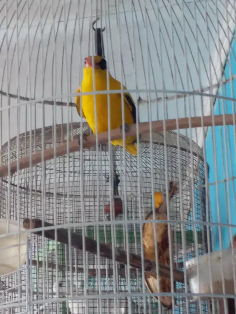 Kepodang jantan bunyi semaunya brung mulus warna bgus mknnya pisang aj