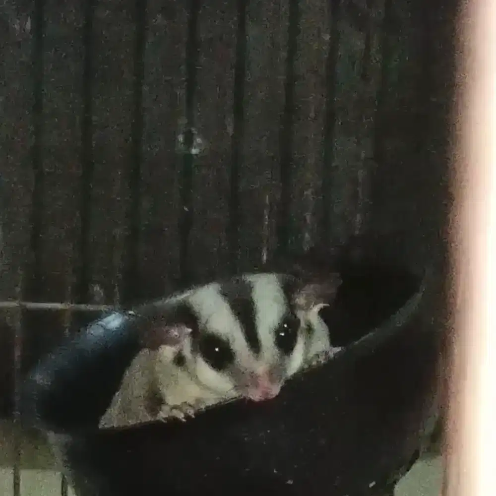 Sugar Glider Betina