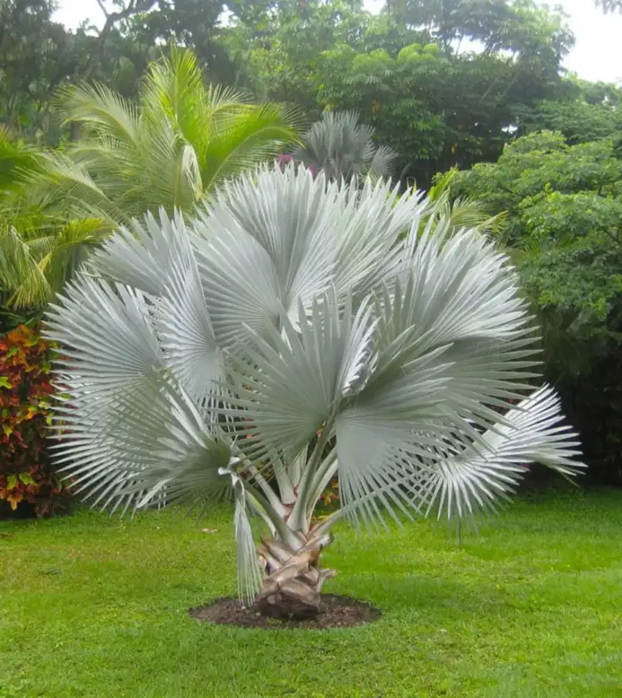 Pohon palem bismarkia pohon palem sikas dll