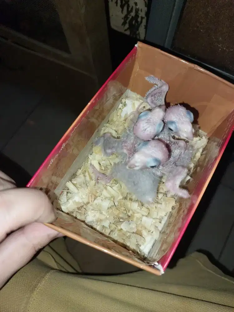 Burung Green cheek conure lolohan