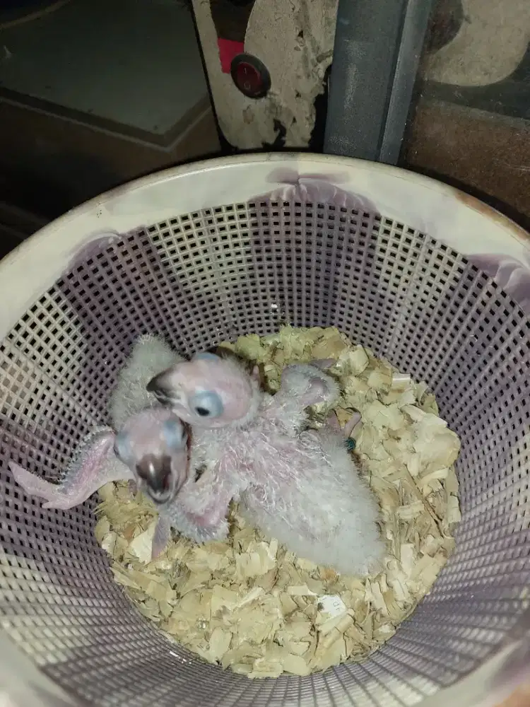 Burung sun conure loloh