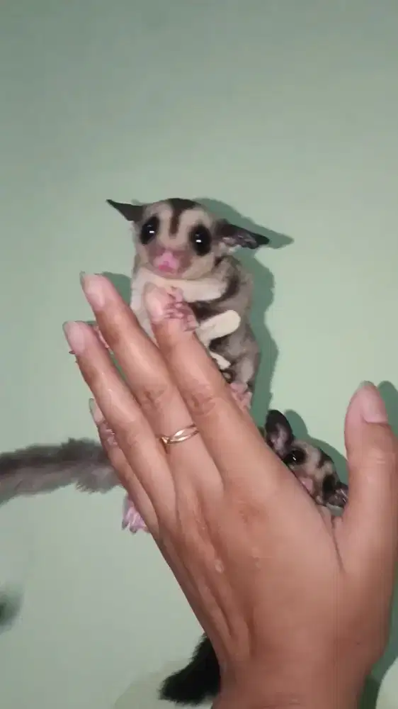 Sugar Glider Joey